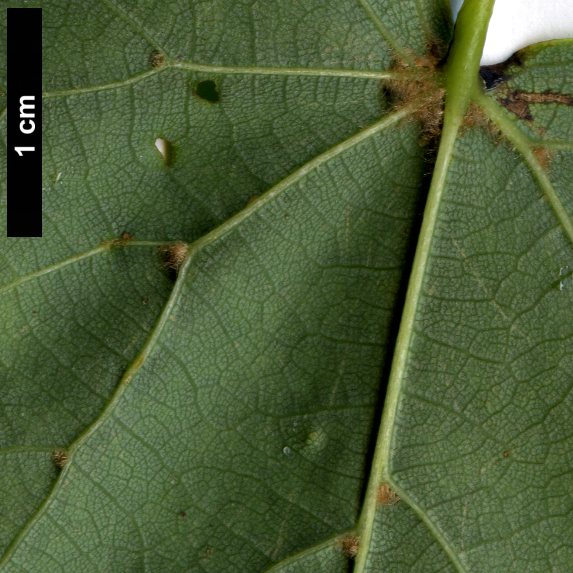 High resolution image: Family: Malvaceae - Genus: Tilia - Taxon: cordata